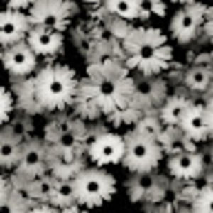 Meet your Posher, Shae